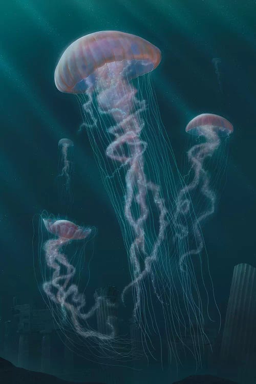 Jellyfish 