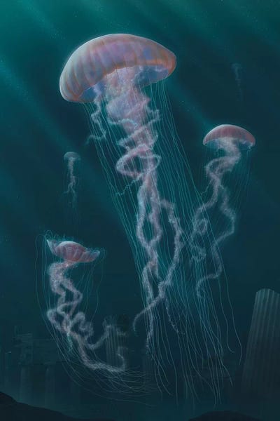 Jellyfish: Jellyfish  by Vincent Hie