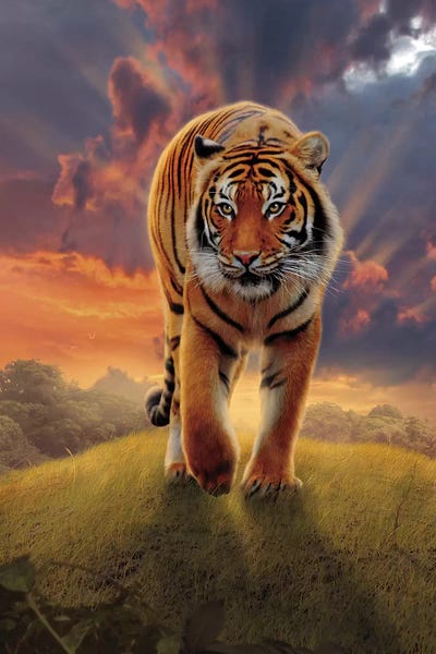 Witty Humor: Rising Tiger by Vincent Hie