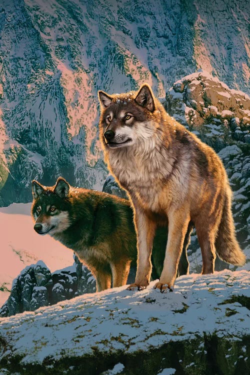 Wolf Couple In Sunset 