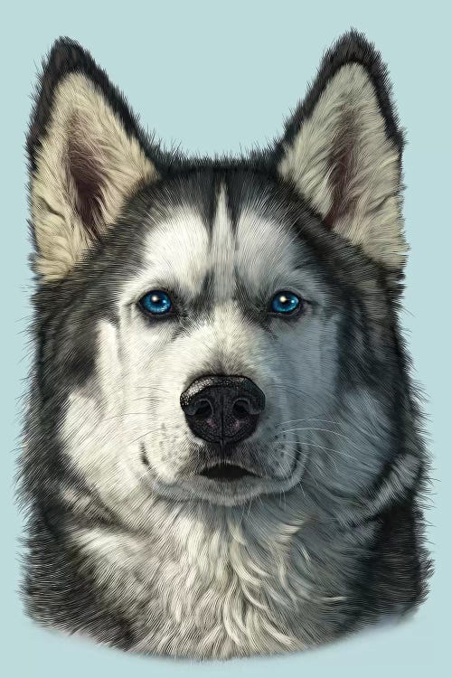 Husky Portrait