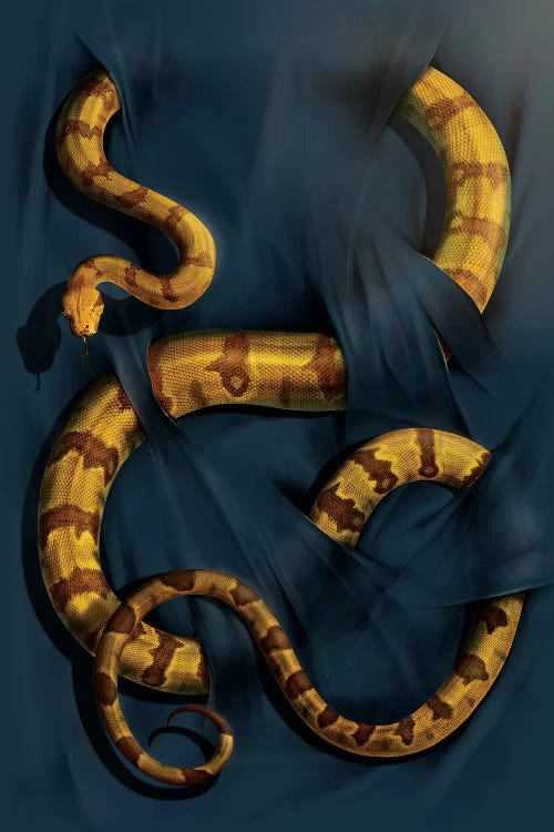 Boa Constrictor by Vincent Hie wall art