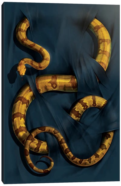 Boa Constrictor Canvas Art Print - Vincent Hie