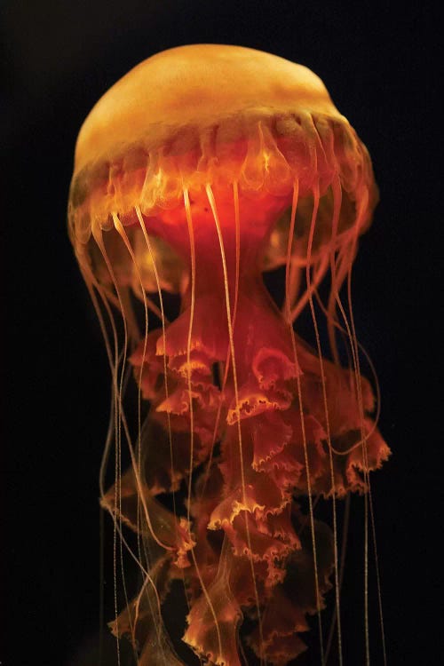 Black Sea Nettle Spreading Tentacles, Aquarium, Japan