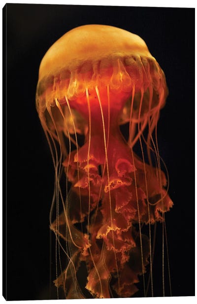 Black Sea Nettle Spreading Tentacles, Aquarium, Japan Canvas Art Print - Jellyfish Art