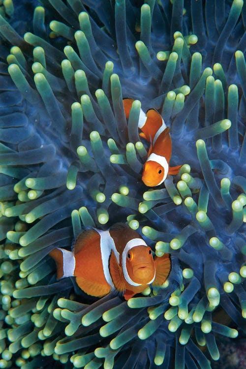 Clown Anemonefish Pair In Sea Anemone Tentacles, Celebes Sea