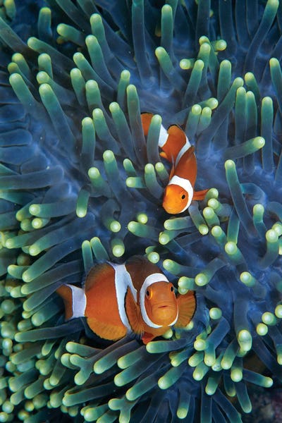 Clown Fish: Clown Anemonefish Pair In Sea Anemone Tentacles, Celebes Sea by Hiroya Minakuchi