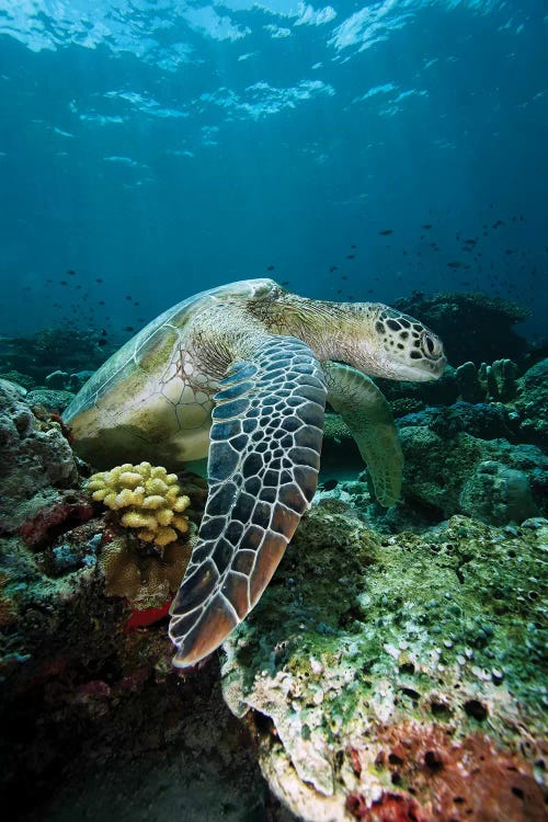 Green Sea Turtle On Coral Reef, Endangered, Sipadan Island, Celebes Sea, Borneo by Hiroya Minakuchi wall art