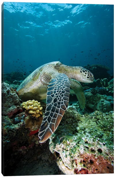 Green Sea Turtle On Coral Reef, Endangered, Sipadan Island, Celebes Sea, Borneo Canvas Art Print - Reptile & Amphibian Art