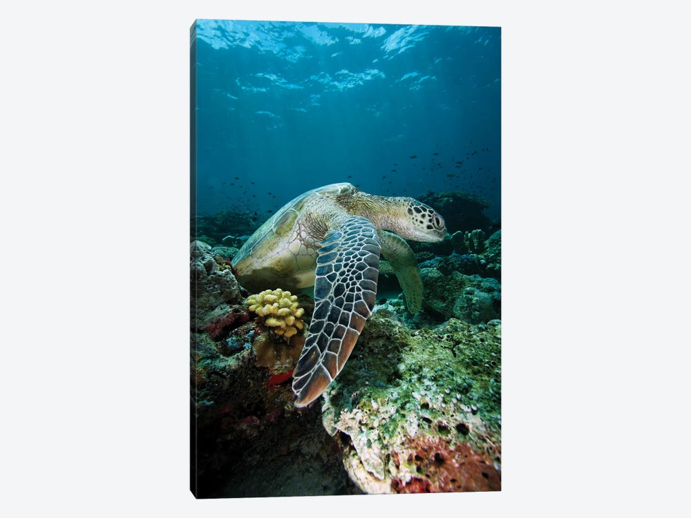Green Sea Turtle On Coral Reef, Endangered, Sipadan Island, Celebes Sea, Borneo by Hiroya Minakuchi 1-piece Canvas Wall Art