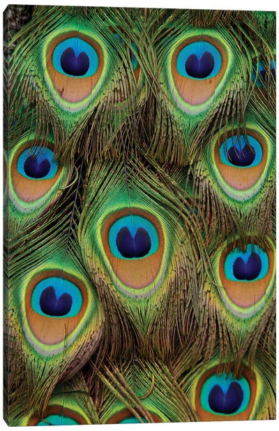 Indian Peafowl Male Tail Feathers, Native To Asia Canvas Art Print - Hiroya Minakuchi