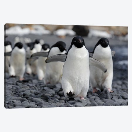 Adelie Penguin Group Marching To Colony, Antarctic Peninsula, Antarctica Canvas Print #HIM1} by Hiroya Minakuchi Canvas Artwork
