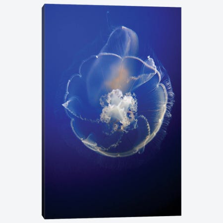 Moon Jelly In Aquarium, Distributed Worldwide Canvas Print #HIM21} by Hiroya Minakuchi Canvas Art Print