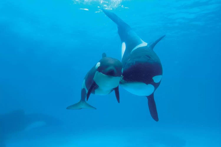 Orca Mother And Newborn Baby, Sea World, Kamogawa, Japan