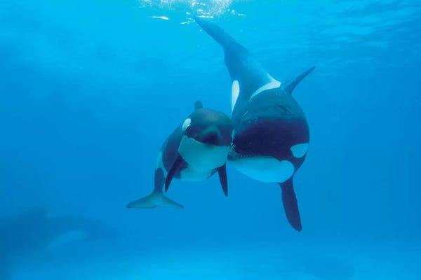 Orcas: Orca Mother And Newborn Baby, Sea World, Kamogawa, Japan by Hiroya Minakuchi