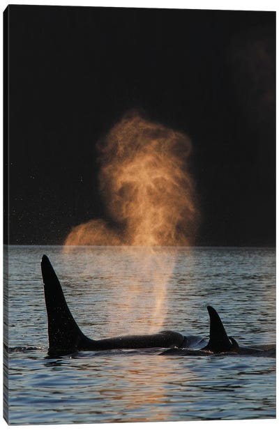 Orca Resident Pod Spouting, Prince William Sound, Alaska Canvas Art Print - Hiroya Minakuchi