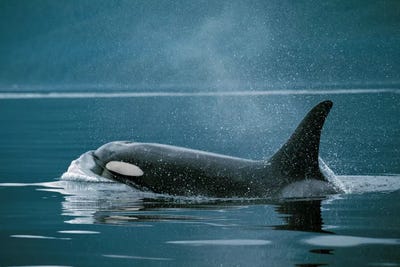 Orca, Johnstone Strait, British Colombia, Canada by Hiroya Minakuchi canvas print