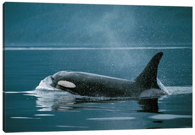 Orca, Johnstone Strait, British Colombia, Canada Canvas Art Print - Orca Whale Art