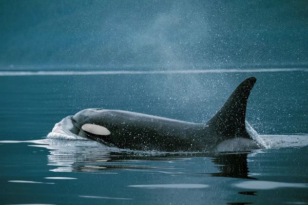 Orcas: Orca, Johnstone Strait, British Colombia, Canada by Hiroya Minakuchi