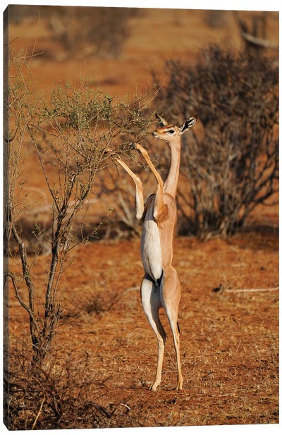 Gerenuk Standing Up To Browse, Samburu National Park, Kenya Canvas Art Print - Hiroya Minakuchi