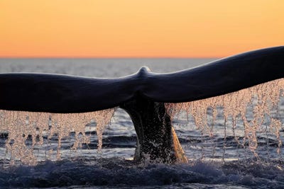 Southern Right Whale Diving, Peninsula Valdez, Argentina by Hiroya Minakuchi canvas print