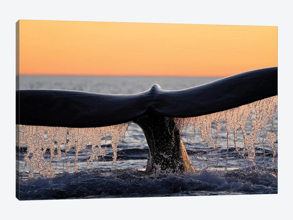 Southern Right Whale Diving, Peninsula Valdez, Argentina by Hiroya Minakuchi 1-piece Art Print