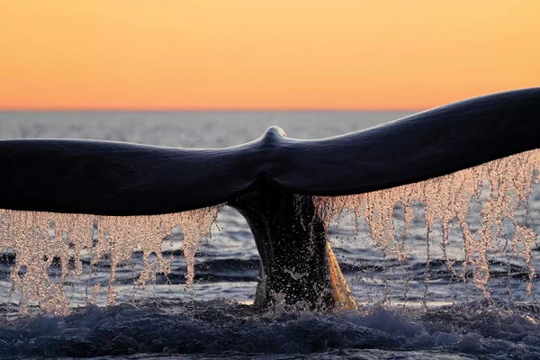 Whales: Southern Right Whale Diving, Peninsula Valdez, Argentina by Hiroya Minakuchi
