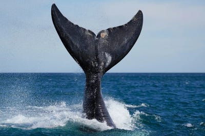 Southern Right Whale Tail Slapping Pe Canvas Art Hiroya Minakuchi