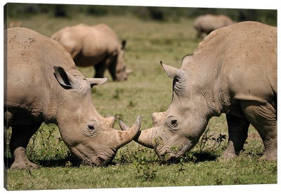 White Rhinos Grazing, Solio Game Reserve, Kenya Canvas Art Print - Hiroya Minakuchi