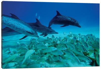 Atlantic Spotted Dolphin Trio Predating On School Of Snappers, Bahamas, Caribbean Canvas Art Print - Dolphin Art