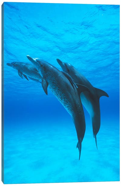 Atlantic Spotted Dolphin Trio With Remoras, Bahamas, Caribbean Canvas Art Print - Underwater Art