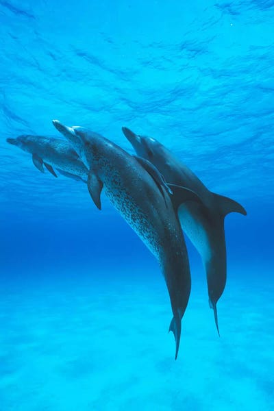 Bahamas: Atlantic Spotted Dolphin Trio With Remoras, Bahamas, Caribbean by Hiroya Minakuchi