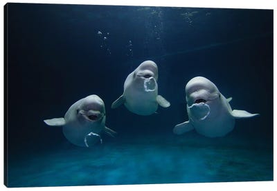 Beluga Whale Trio Blowing Toroidal Bubble Rings, Play Behavior, Vulnerable, Shimane Aquarium, Japan I Canvas Art Print - Whale Art
