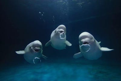 Beluga Whales