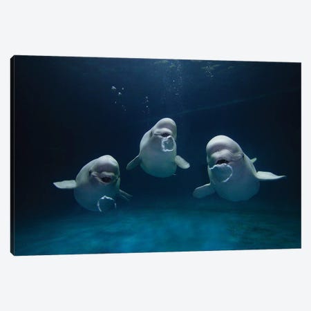 Beluga Whale Trio Blowing Toroidal Bubble Rings, Play Behavior, Vulnerable, Shimane Aquarium, Japan I Canvas Print #HIM8} by Hiroya Minakuchi Canvas Wall Art