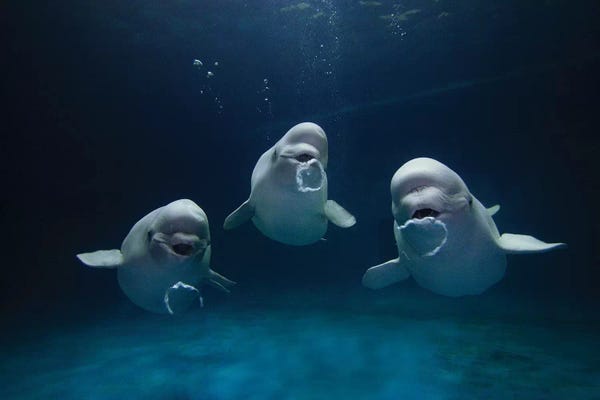 Whales: Beluga Whale Trio I, Blowing Toroidal Bubble Rings, Play Behavior, Vulnerable, Shimane Aquarium, Japan by Hiroya Minakuchi