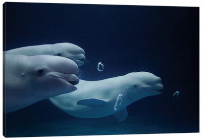 Beluga Whale Trio Blowing Toroidal Bubble Rings, Play Behavior, Vulnerable, Shimane Aquarium, Japan II Canvas Art Print - Whale Art