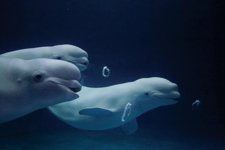 Beluga Whale Trio Blowing Toroidal Bubble Rings, Play Behavior, Vulnerable, Shimane Aquarium, Japan II