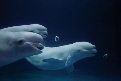 Beluga Whales