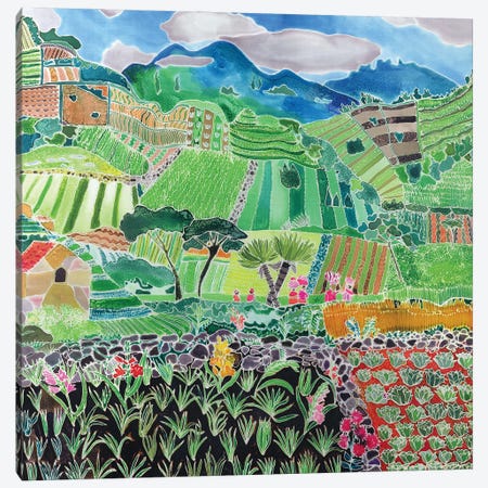 Cabbages And Lilies, Solola Region, Guatemala, 1993 Canvas Print #HIS2} by Hilary Simon Art Print