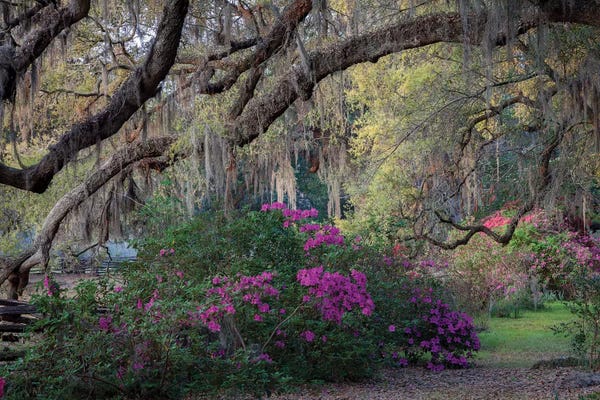 Spring: Oaks And Azaleas by H.J. Herrera
