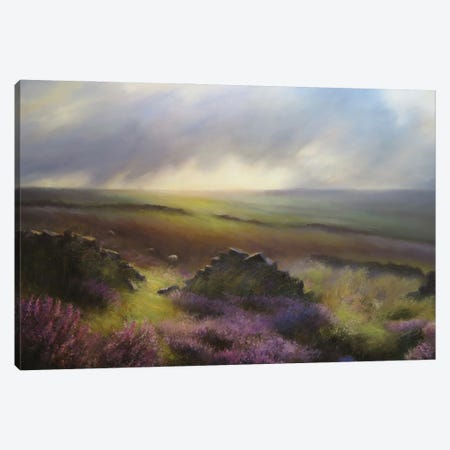 Three Sheep In Moorland Heather - Glimpse Of Bronte Country , Yorkshire Canvas Print #HKW32} by Hannah Kerwin Canvas Art Print