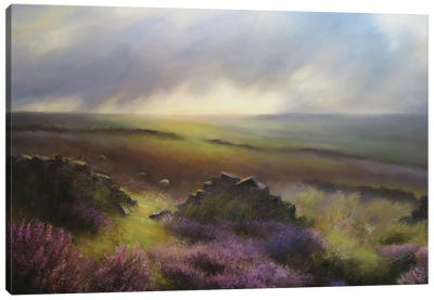 Three Sheep In Moorland Heather - Glimpse Of Bronte Country , Yorkshire Canvas Art Print - Hannah Kerwin