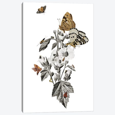 Insect Toile Canvas Print #HLA16} by Heather Landis Canvas Print