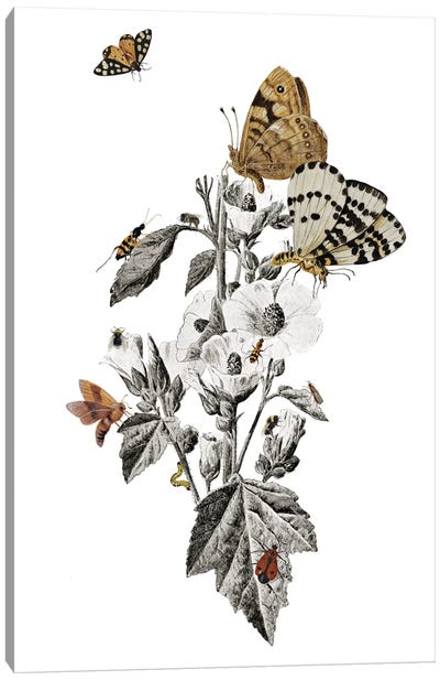 Insect Toile Canvas Art Print - Heather Landis