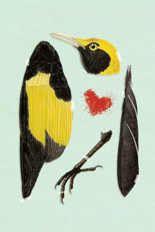 Bird
