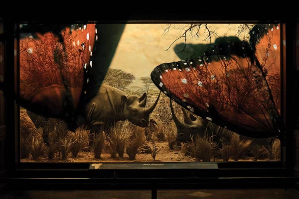 Rhinoceroses: Rhinos by Heather Landis