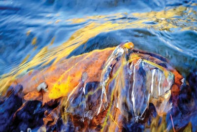 Metamorphosis by Helena Cooper canvas print