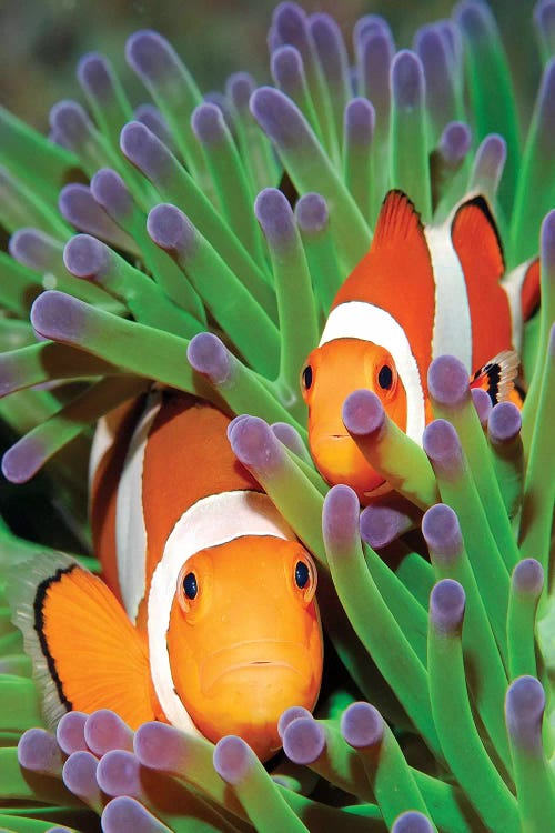 Clown Anemonefish In Sea Anemone Tentacles, Indonesia