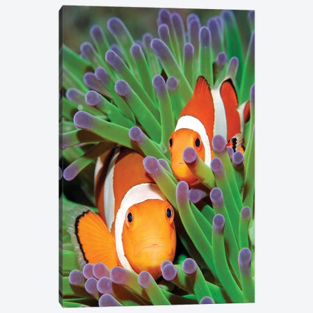 Clown Anemonefish In Sea Anemone Tentacles, Indonesia Canvas Print #HLE1} by Hans Leijnse Canvas Print